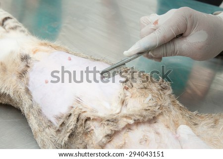 Animal surgery, cat under anesthesia veterinary prepare it for sterilization and operation