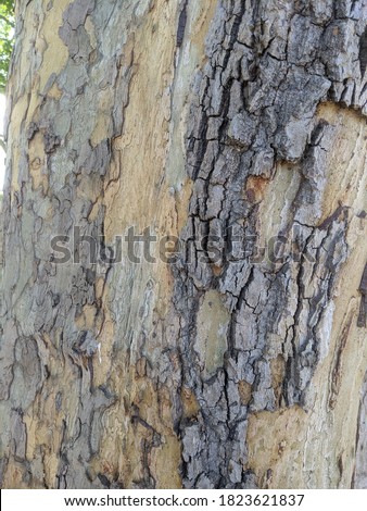 Shutterstock Puzzlepix