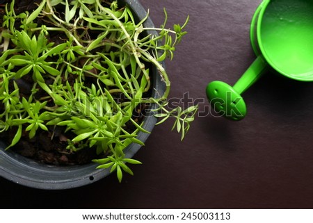 A small tree with small  green leaf in the scene appear the watering pot also represent the decoration houseplant.