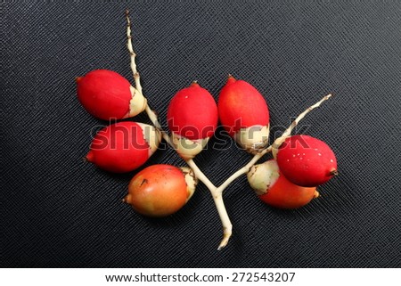 The sealing-wax palm , lipstick palm , raja palm or maharajah palm seed pod red color represent the botanical in tropical zone concept related idea.