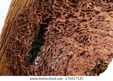 Termite nest texture surface background super macro shot represent the insect concept related idea.