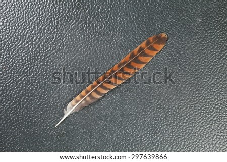 Oriental bay owl feather represent the bird feather background concept related idea.