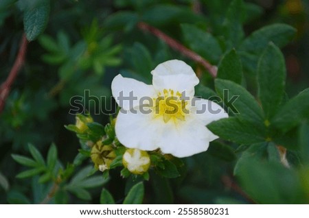 Image, Stock Photo vegetation Chinese Anemone