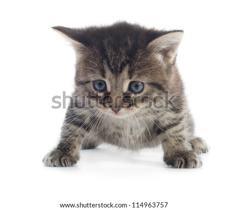 Similar – Image, Stock Photo Angry newborn tabby black and grey cat discovering new beauties in the garden in the taller grass and demanding attention. Roar. Sunset with a kitten. Vintage style