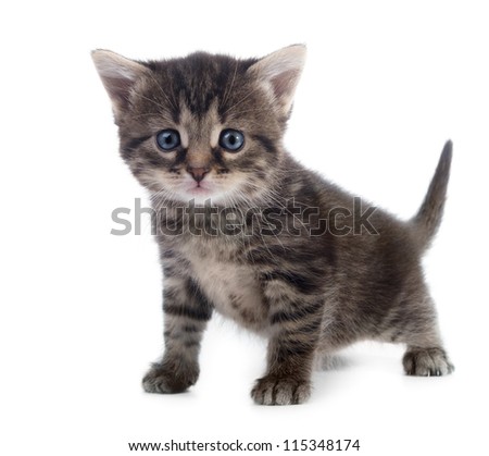 Similar – Image, Stock Photo Angry newborn tabby black and grey cat discovering new beauties in the garden in the taller grass and demanding attention. Roar. Sunset with a kitten. Vintage style