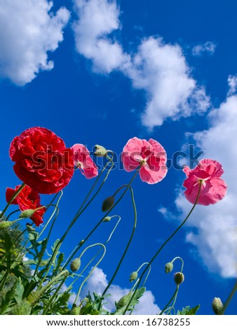 decorative red and pink poppies over sky with clouds background