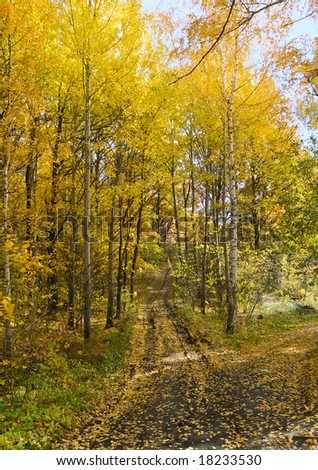 autumn forest and road landscape