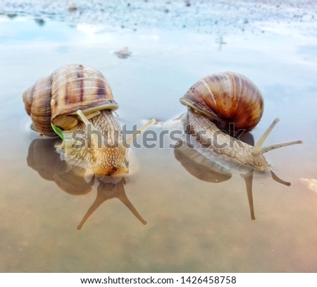 Snails at sunset. Loving two snails. Crawls like a snail. 商業照片 © 