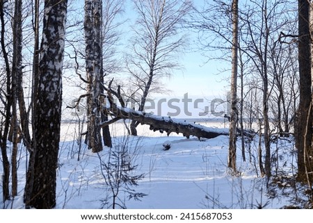 Similar – Image, Stock Photo Small grove on empty dry field