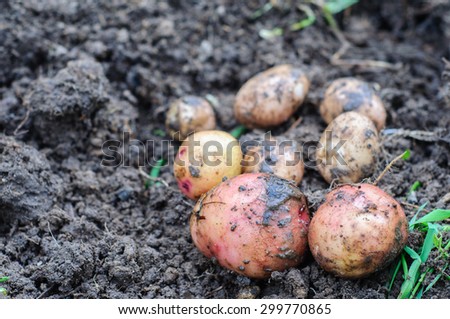 Harvesting of young fresh not washed potatoes