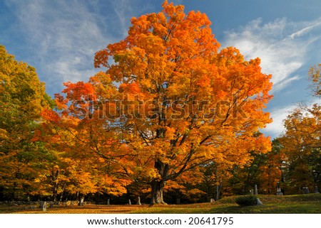 A beautiful tree in a cemetery in Massachusetts during autumn, showing all its fall colors.