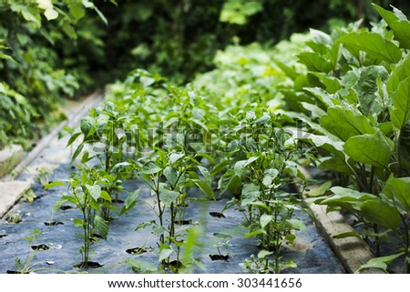 Pepper plants in backyard growing. Gardening and growing organic peppers in the backyard of the home.