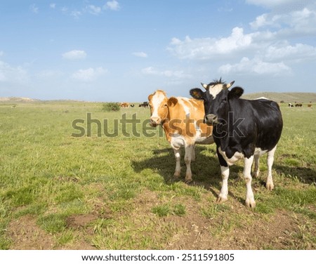 Similar – Foto Bild zwei neugierige Rinder stehen auf einer Wiese vor einer Windkraftanlage