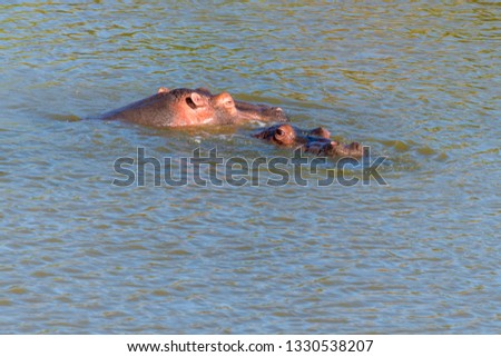swimming hippo in south frica Foto stock © 