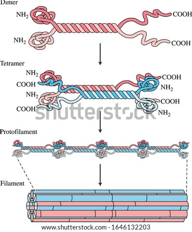 Intermediate filaments: basic structure and assembly. Plant biology, Dimer, Tetramer, Protofilament, Filament