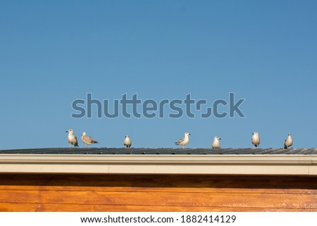 Similar – Image, Stock Photo Gull on the roof Roof