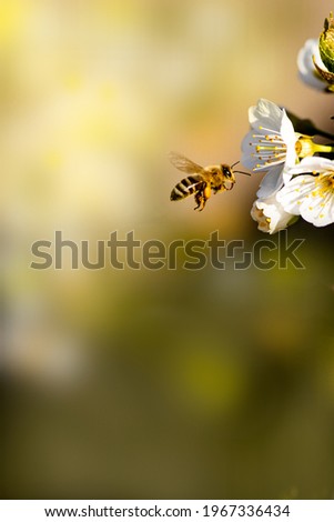 a wide shot of a bee collectin pollin on the cherry tree, adopt a bee, save the bees