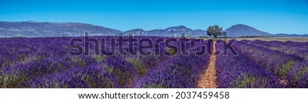 The beautiful lavender fields in Valensole plateau, Provence, France Stok fotoğraf © 