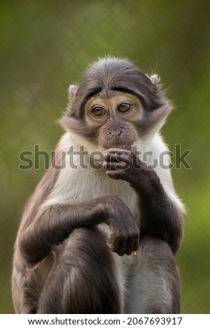 A vertical shot of a sooty mangabey on a blurred background Foto stock © 