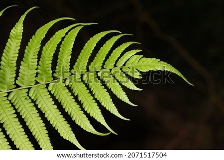 A top view shot of christella dentata, a k a  soft fern with dark background Stok fotoğraf © 