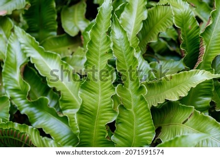 A green Hart's-tongue fern plant texture Imagine de stoc © 