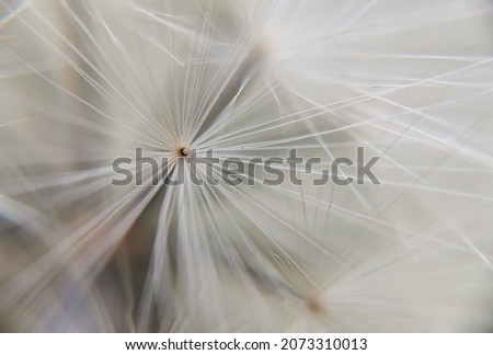 Similar – Image, Stock Photo Flower Macro shot