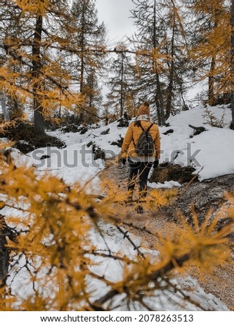 Young woman wearing warm clothes, walking on snow covered path surrounded by yellow larch trees at Slemenova spica in Julian alps in Slovenia  Zdjęcia stock © 