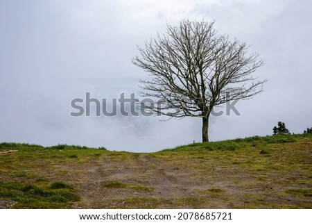A moody view of a lonely leafless tree isolated in the field in a gloomy weather Foto stock © 