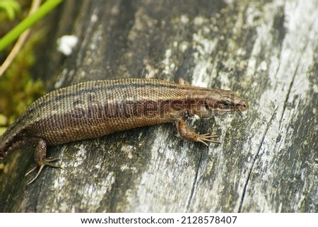 Closeup on a gravid female European live-bearing lizard, Zootoca vivipare, with parasites, sitting on a piece of wood Imagine de stoc © 