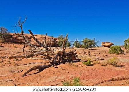 A dead tree has fallen over at Canyon de Chelle, Arizona Photo stock © 