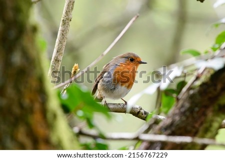 A closeup shot of a European robin bird perched on a branch Zdjęcia stock © 