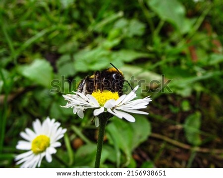 Similar – Foto Bild Gänseblümchen Blume