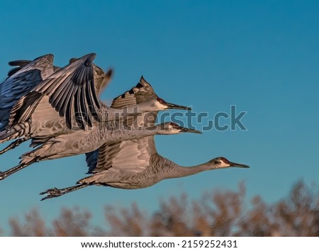 Two sandhill cranes flying in the blue sky on a sunny day at Bosque del Apache National Wildlife Refuge Foto stock © 