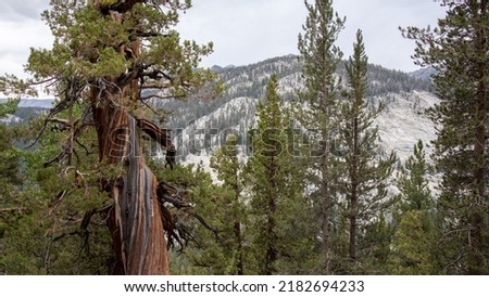 Tall evergreen trees of John Muir Trail over a background of mountains, California Stok fotoğraf © 