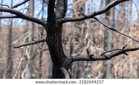 A closeup shot of tree branches in John Muir Trail, California Stok fotoğraf © 