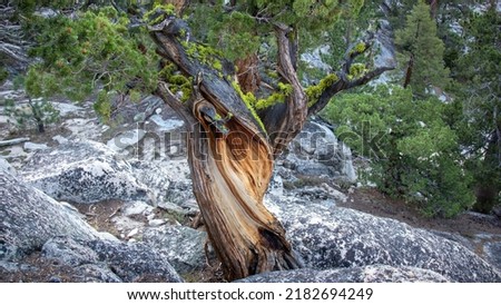 A spiraled tree in John Muir Trail, California Stok fotoğraf © 