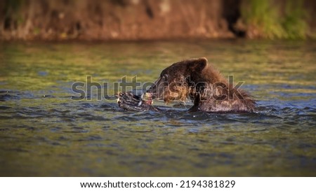 Similar – Image, Stock Photo Brown bear near log Bear