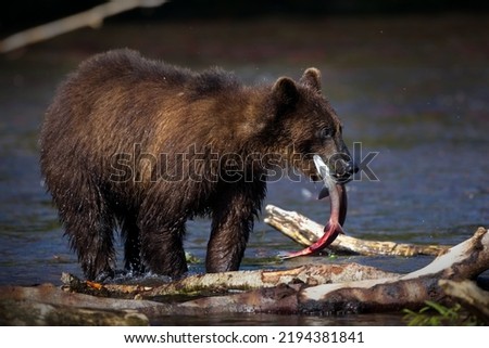 Similar – Image, Stock Photo Brown bear near log Bear