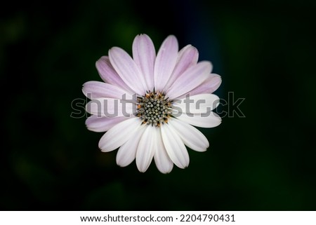 Image, Stock Photo Purple Cape Marguerite in bloom