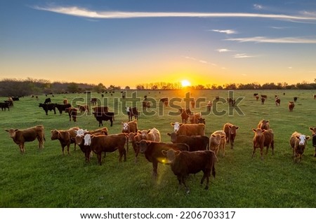 Image, Stock Photo Grazing livestock