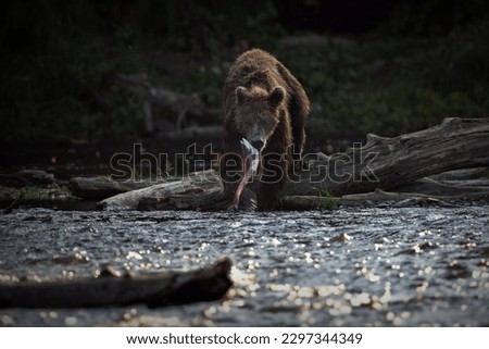 Similar – Image, Stock Photo Brown bear near log Bear