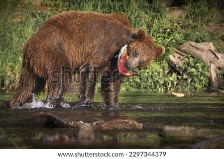 Similar – Image, Stock Photo Brown bear near log Bear