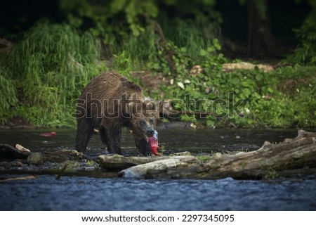 Similar – Image, Stock Photo Brown bear near log Bear