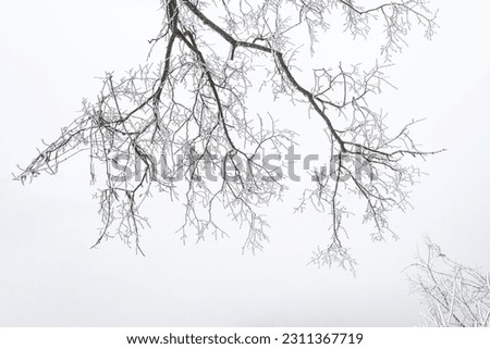 Similar – Image, Stock Photo Silhouette of bare tree and two people backlit