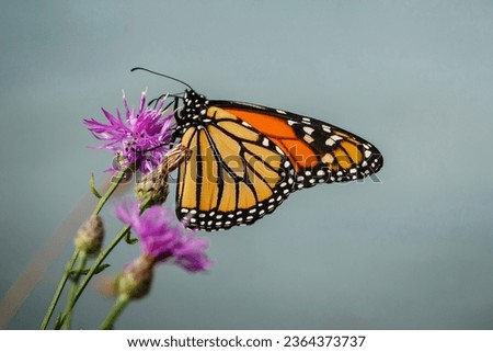 Similar – Image, Stock Photo Flowery moment Meadow