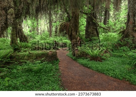 Similar – Foto Bild Waldweg auf der Olympic Peninsula, Washington, USA