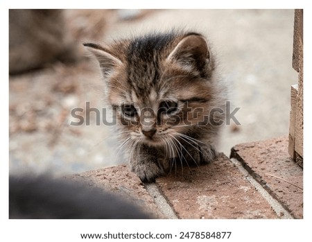 Similar – Image, Stock Photo nosy cat spies Animal Pet