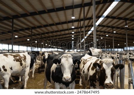 Similar – Image, Stock Photo Modern cow barn with metal fence and roof in countryside