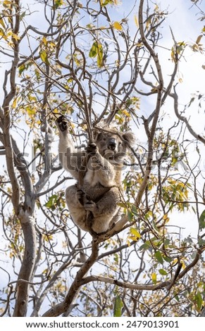 Similar – Foto Bild Koala Umwelt Natur Tier