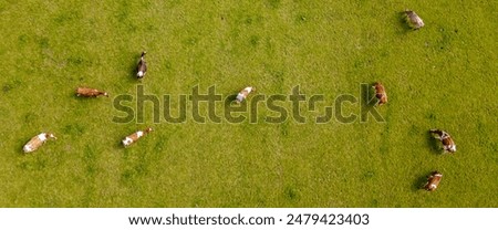 Similar – Image, Stock Photo Cow grazing on the grass